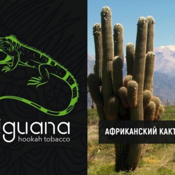 Купить Iguana HARD - Африканский Кактус (100 грамм)